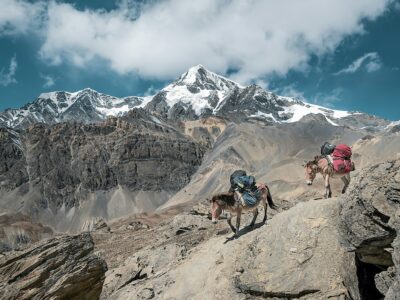 曇り空の下、袋を背負って岩山の上を歩く2頭のロバ